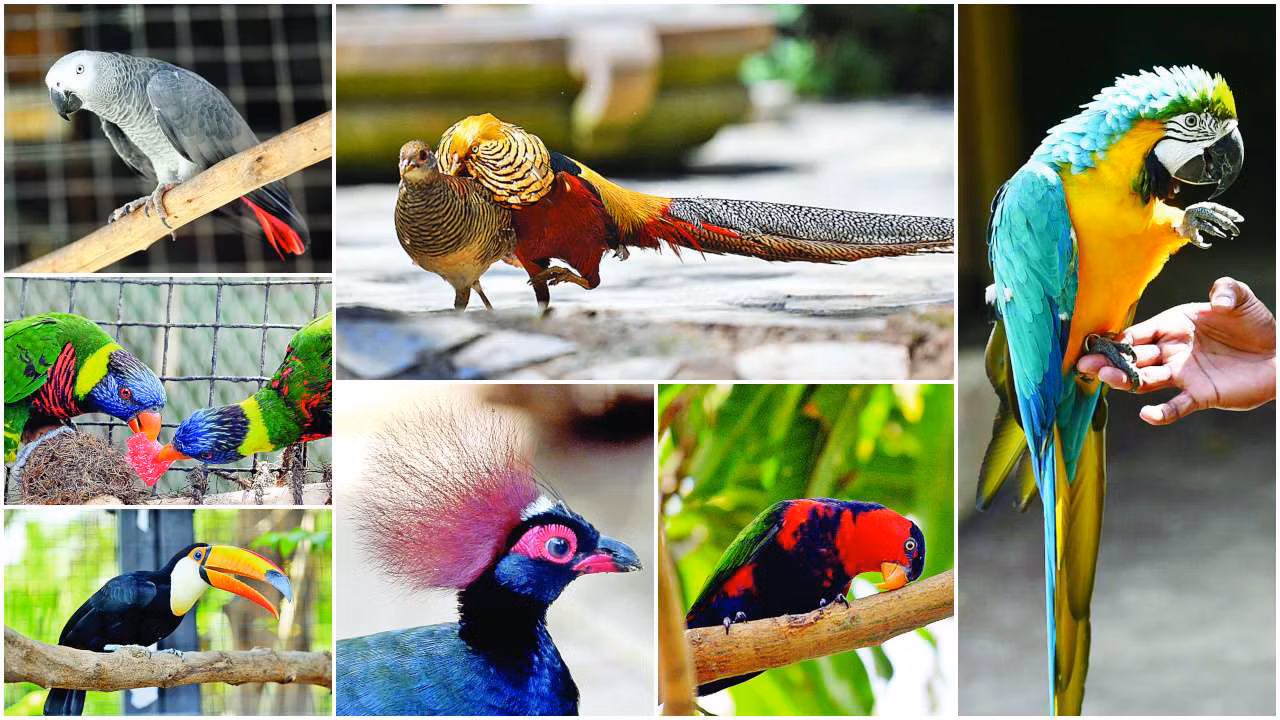 PQ Exotic Birds Park in Kerala